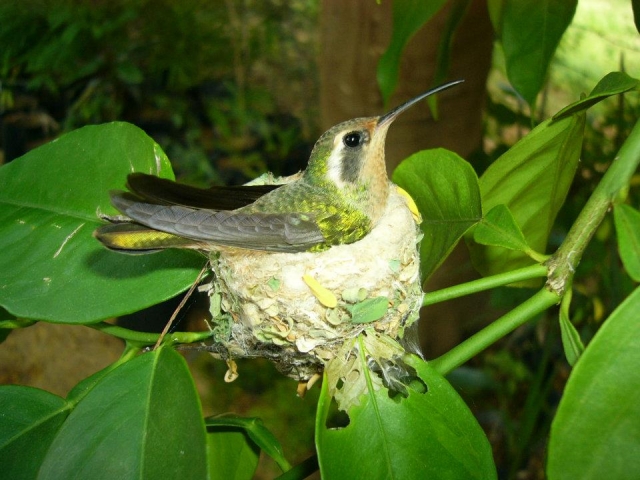  Hummingbird in nest 